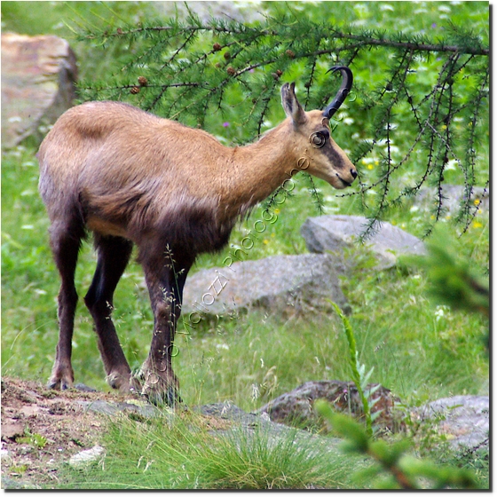 Valnontey 2007 - Vermiana