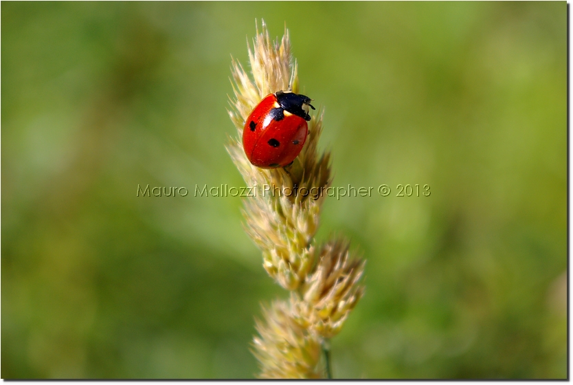 Nova Levante 2005 - Malga Heinzen