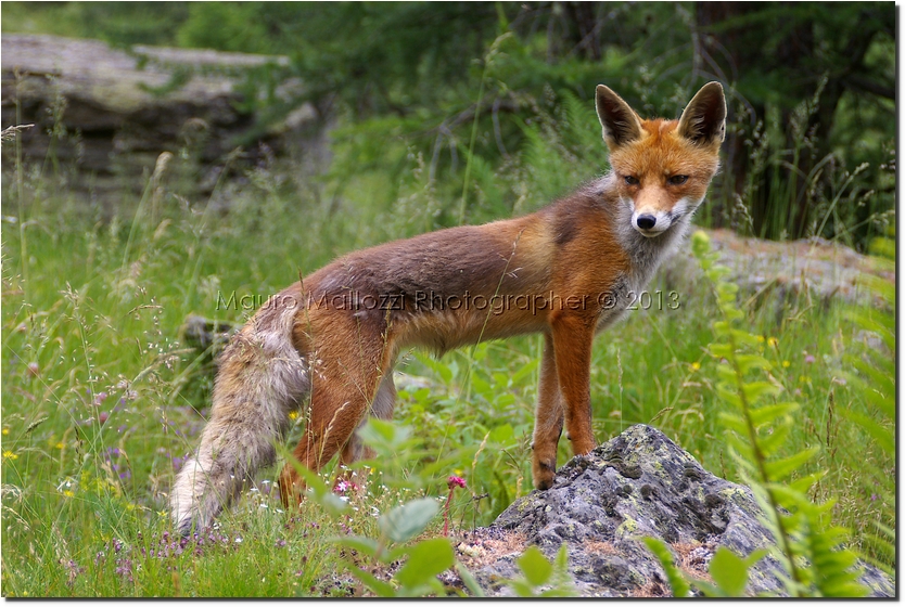 Valnontey 2007 - Vermiana