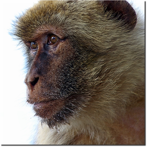Andalusia 2009 - La Rocca di Gibilterra